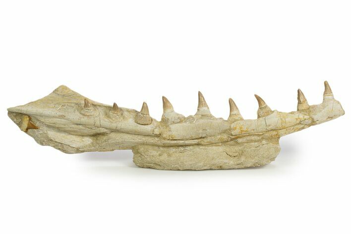 Fossil Mosasaur (Platecarpus) Jaw Section with Teeth - Morocco #345265